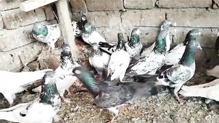 Golden zira Madurai kasuri faroz puri pigeon beautiful breeder pair