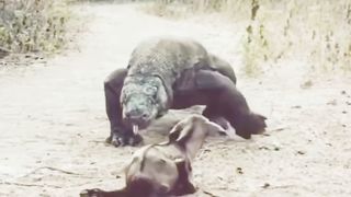 Komodo langsung menelan hidup kambing