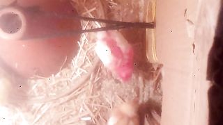 A small project for raising young chickens
