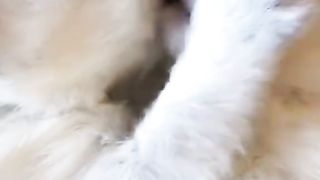Cat heals every day 2
