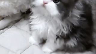 Cat heals every day 3