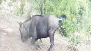 PAINFUL Last Moments Of Wild Animals Caught On Camera