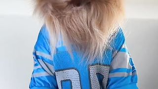 Just two lions waiting for their home team to score a touchdown