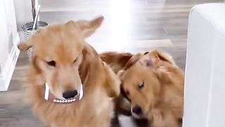Derp mode activated