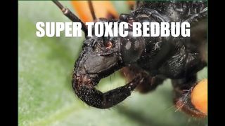THE MANTIS SEES THE BIG SPIDER