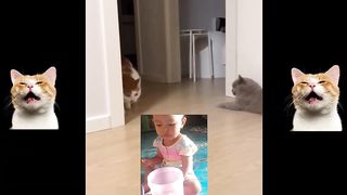 Komedi kucing lucuu