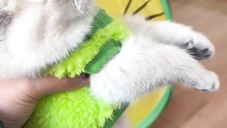 可爱的猫