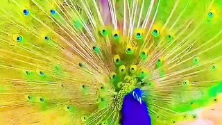 so  nice birds