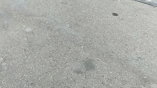 Feline Frolics 2