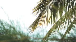 "Caribbean Kaleidoscope: A Visual Feast in the Dominican Republic"