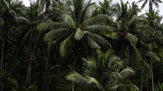 "Tropical Tapestry: Colors and Culture of the Dominican Isles" 2