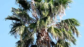 "Island Euphoria: The Dominican Republic's Coastal Charms" 2