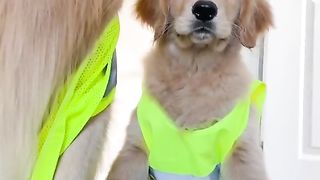 We only accept chimken nuggs as payment