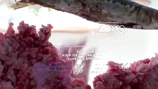 ASMR raw dog food breffast of champions