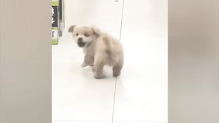 FUNNY ANIMALS- Try not to LAUGH