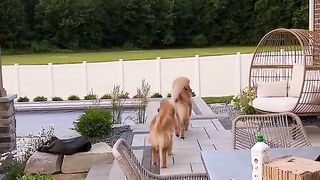 I like fluffy butts and I cannot lie
