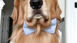 I has borking news…