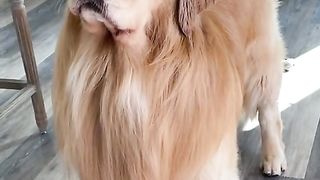 I cannot beleeb my hear flaps