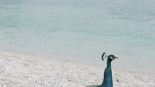 "Azure Dreams: Navigating the Waters of Paradise"