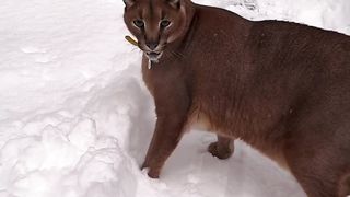 Pumber in the snow