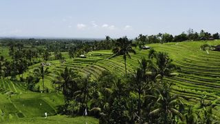 "Island Escapade: Embracing Nature's Retreat"