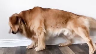 Doggo.exe has stopped working