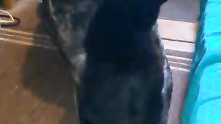 My late dog booef n late cat kalu. Both r in heaven.