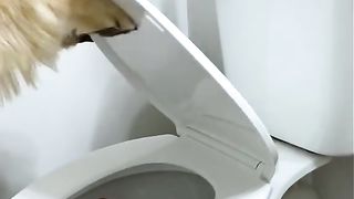 I only do it for the chimken
