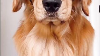Conceal your eyes ladies...this chest is far too floofy to handle!