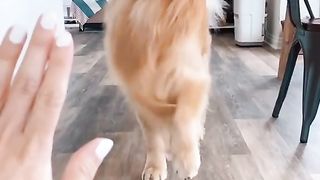 Let me teach you how to doggo