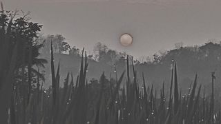 ricefield