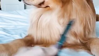 I must protecc my gems from the hekkin snip snap