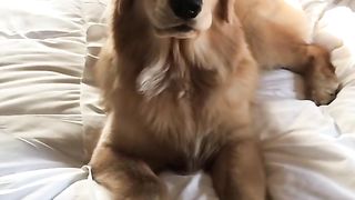 How to bork