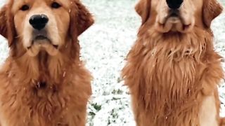 We makes the best yellow snow in town