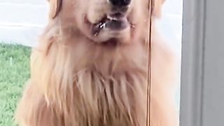 I has derp