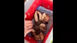 Cute Baby Animals Videos 4