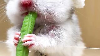 Little funny rat who sing and eating the same time