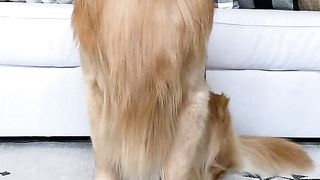 My dog is brutally honest