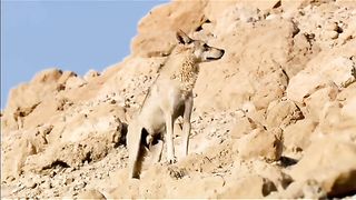 Animal planet 2