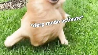 When that puppacino kicks in
