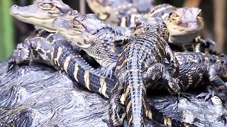 Animal planet 3
