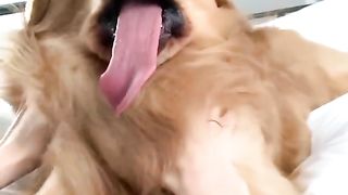 Am Disney doggo