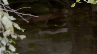 Animal planet 5