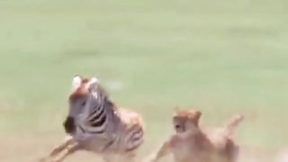 Animal planet 6