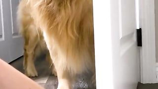 HEKKIN DOOR WORM