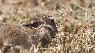 Animal planet 7