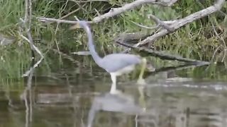 Animal planet 8