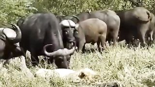 Animal planet 9