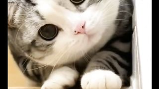 Cute cute cat#fyp