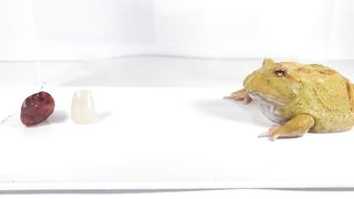 Giant African Bullfrog EAT FISH